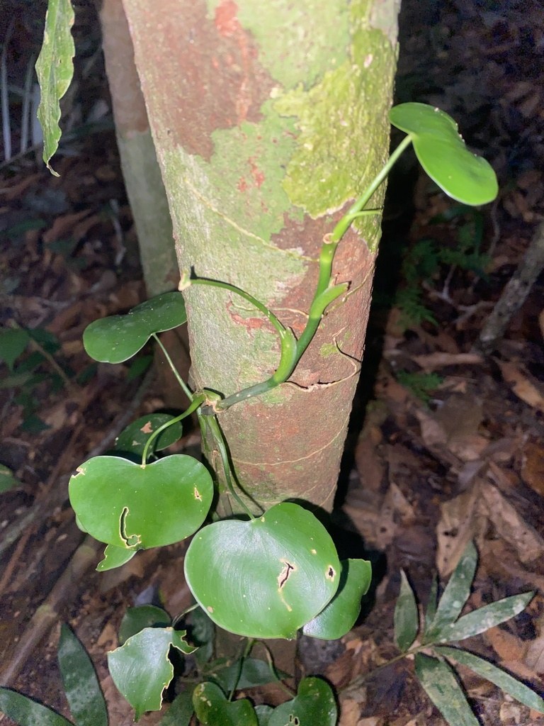 Grazielae's glossy, heart-shaped leaves on a climbing stem