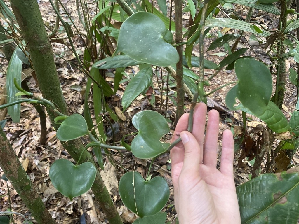 Philodendron grazielae Care: The Glossy Heart Climber