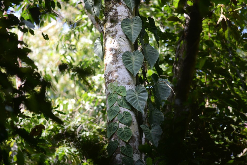Mature heartleaf foliage showing characteristic cordate blade shape