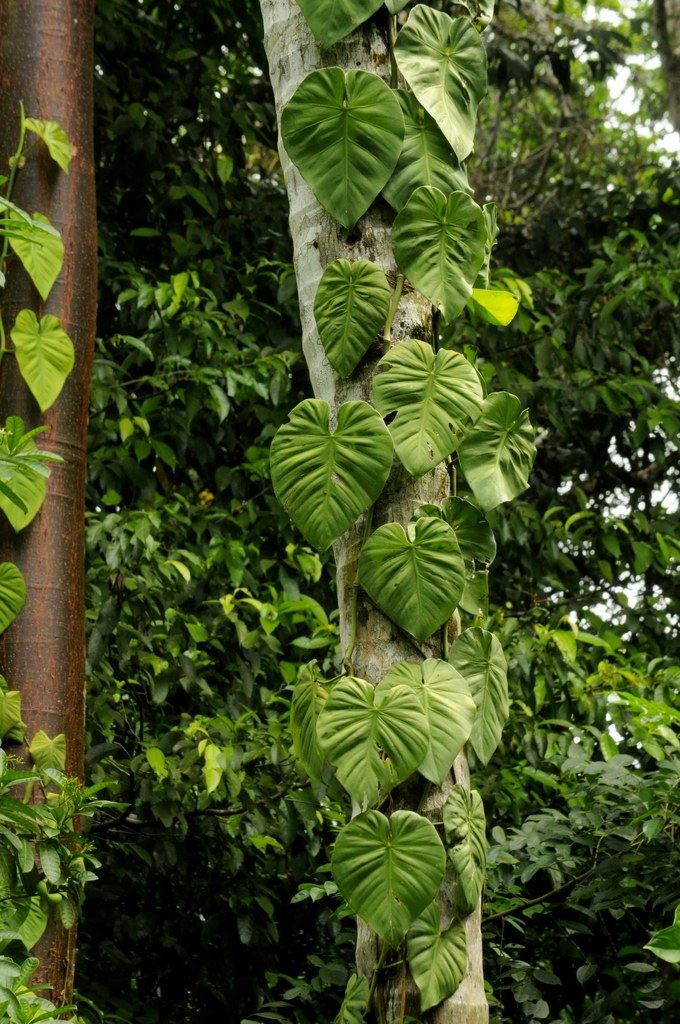 Heartleaf Variants Worth Growing: Philodendron hederaceum and Its Best Cultivars