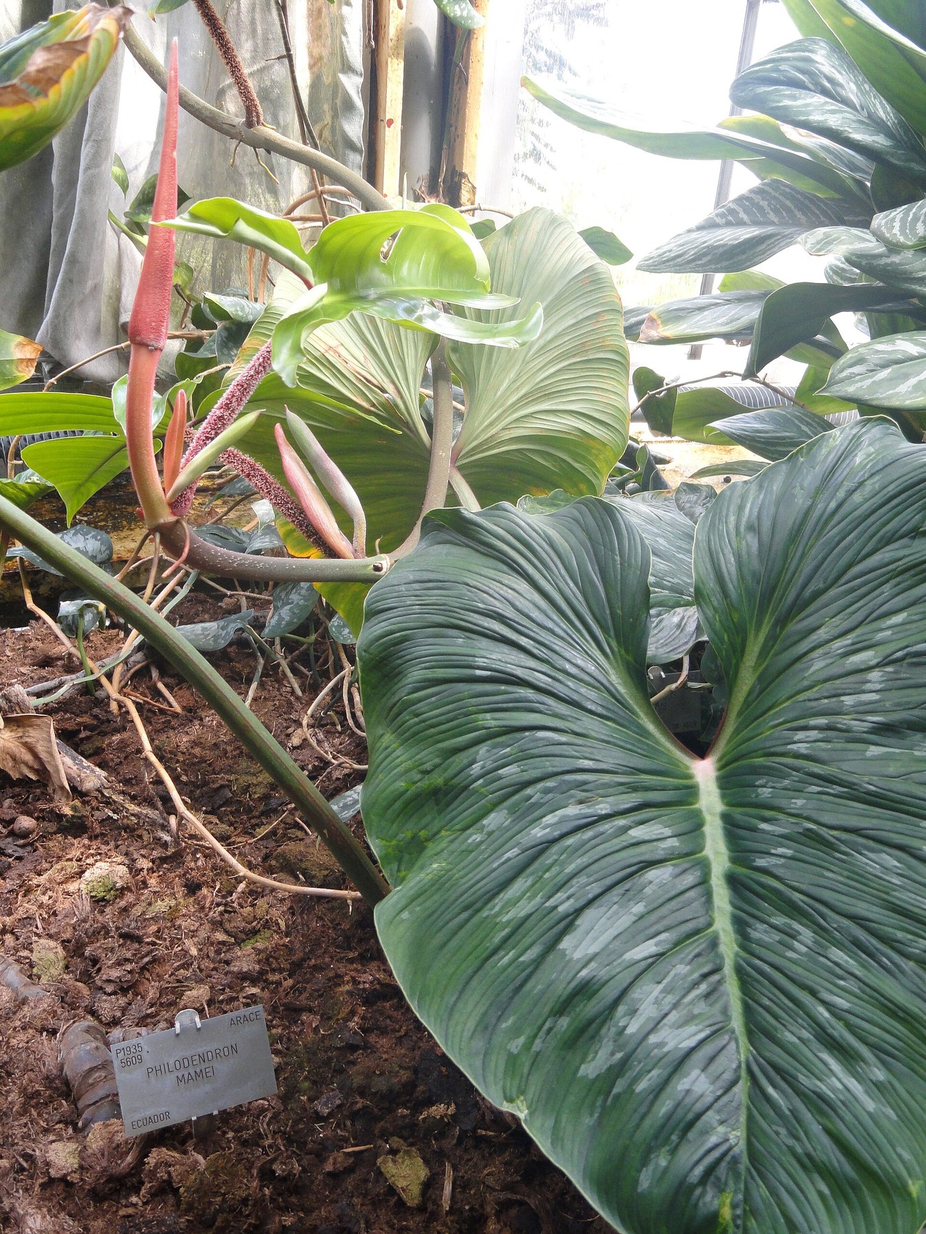 A Philodendron mamei leaf holding its silver wash.