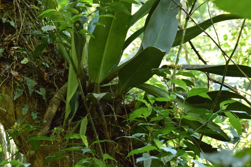 Broad glossy leaves and thick pale-green petioles