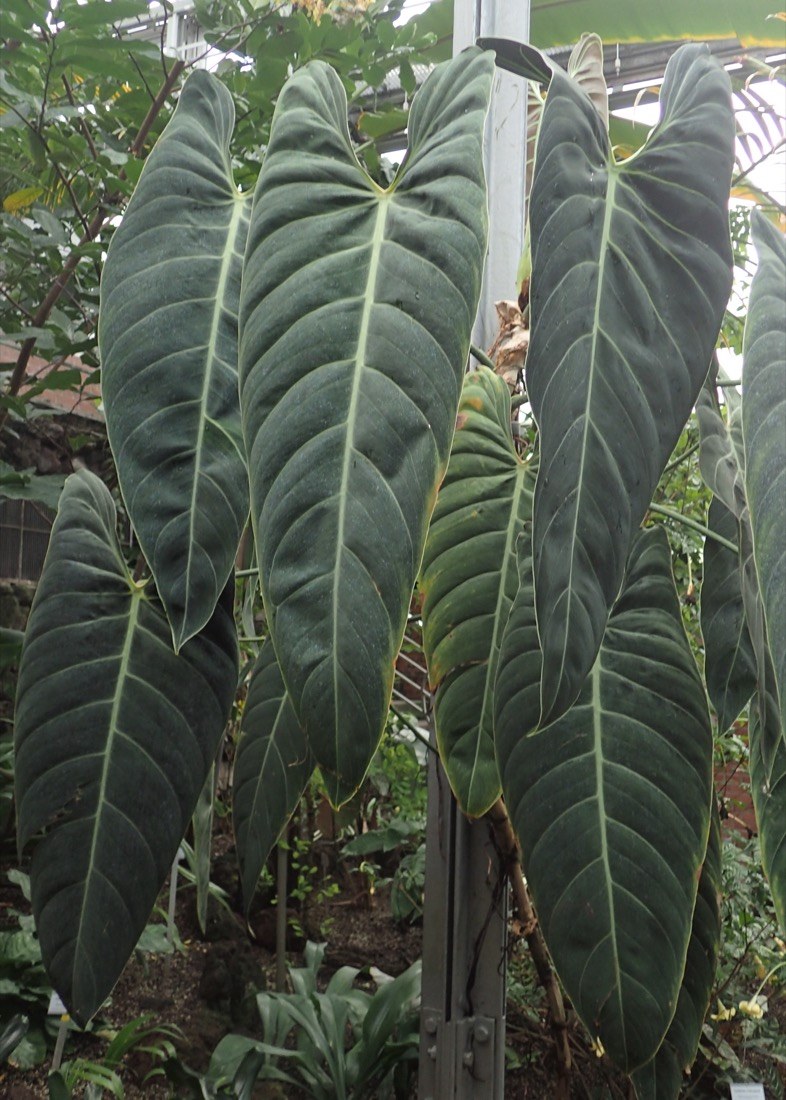 Mature _melanochrysum_ leaves hanging in the glasshouse.