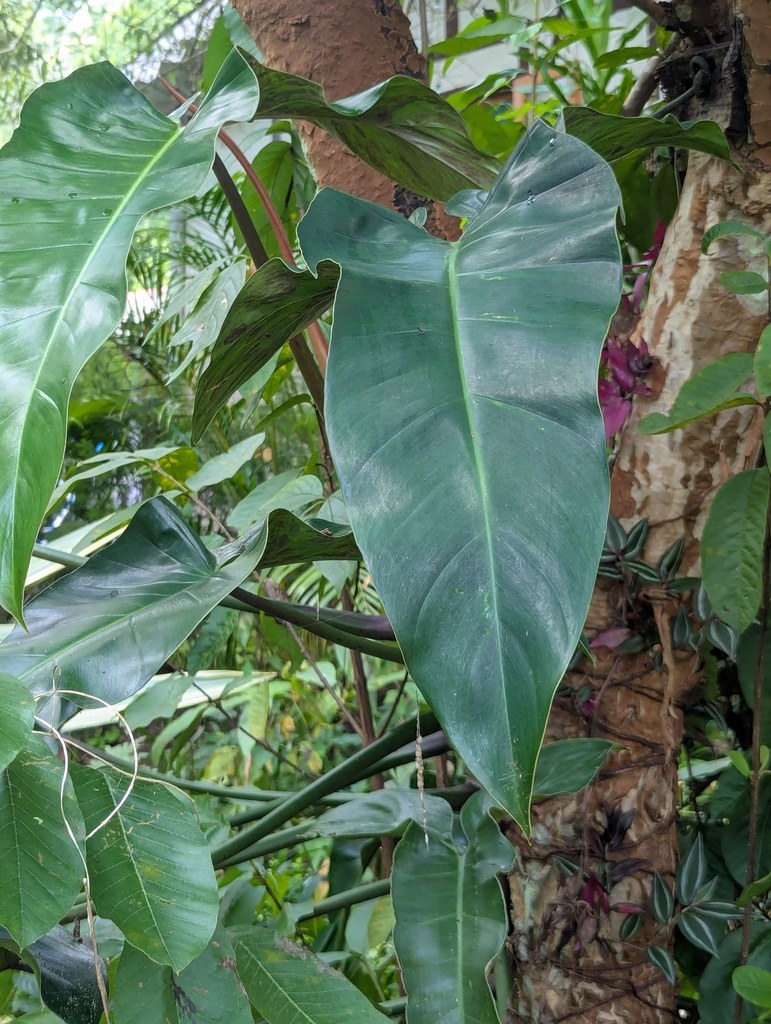 Arrowhead leaves of a _Philodendron mexicanum_ climbing in habitat.