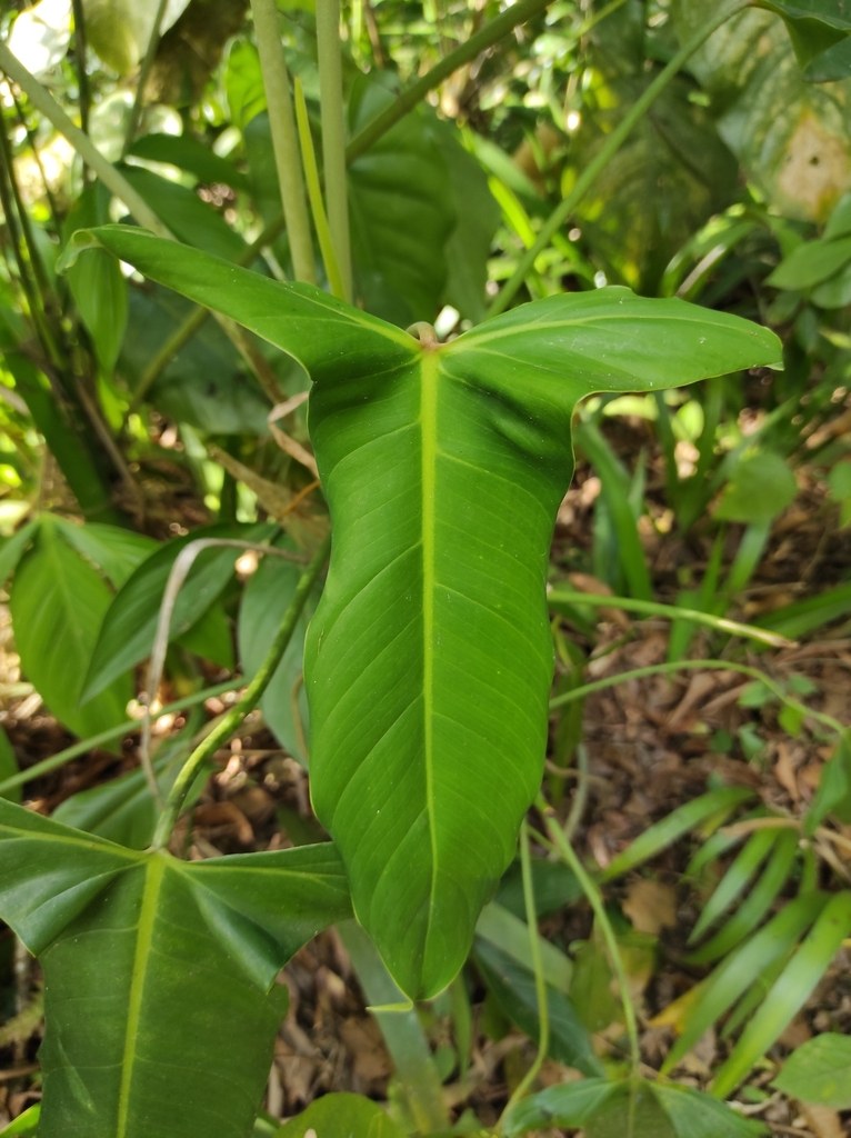 Philodendron mexicanum and the Arrowhead Philodendrons
