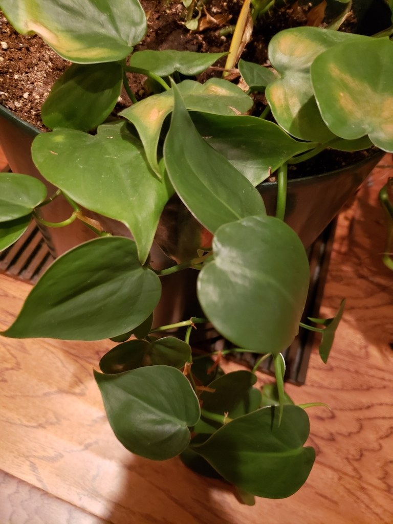 Philodendron hederaceum micans, the Velvet Heartleaf