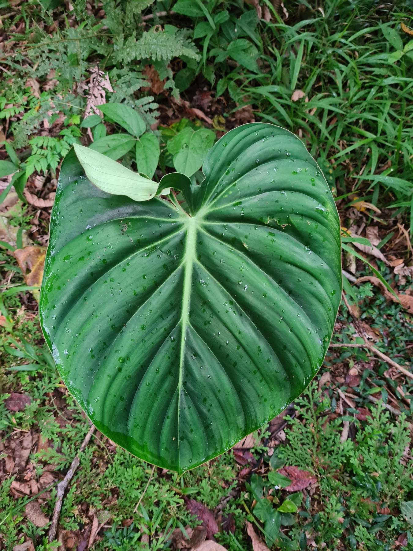 A ribbed _pastazanum_ leaf over the forest floor.