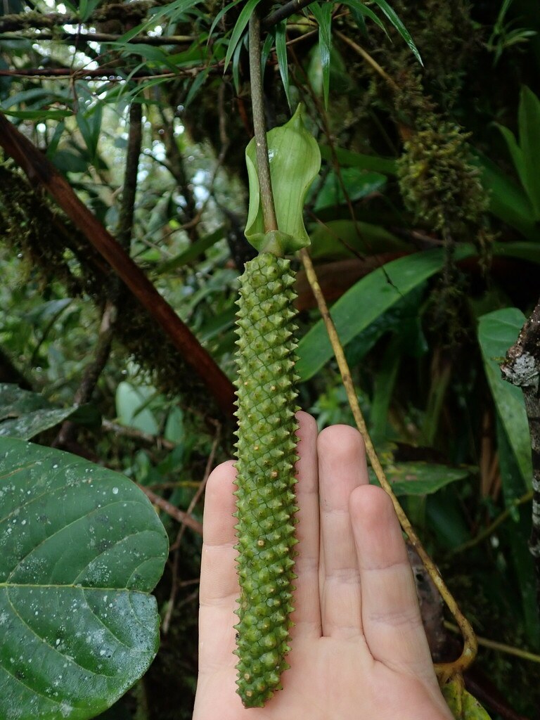 A hand holding a green aroid spadix in habitat.