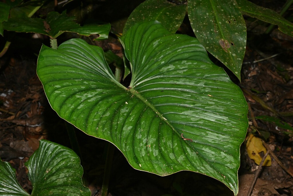 A heart-shaped _Philodendron plowmanii_ leaf in forest litter.