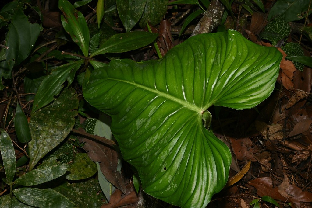 Philodendron plowmanii Care and the Ruffled-Petiole Crawler