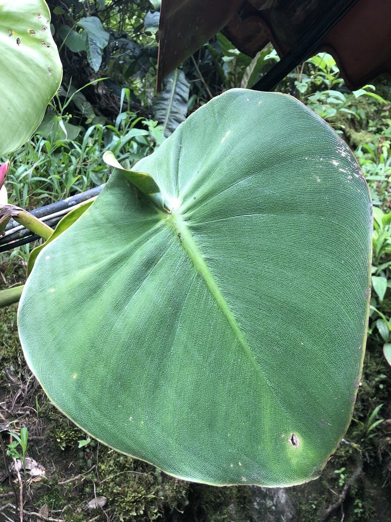 A heart-shaped _Philodendron rugosum_ leaf in habitat.