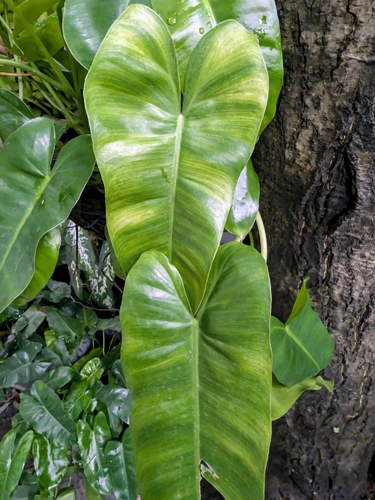 Philodendron rugosum, the Pigskin Philodendron