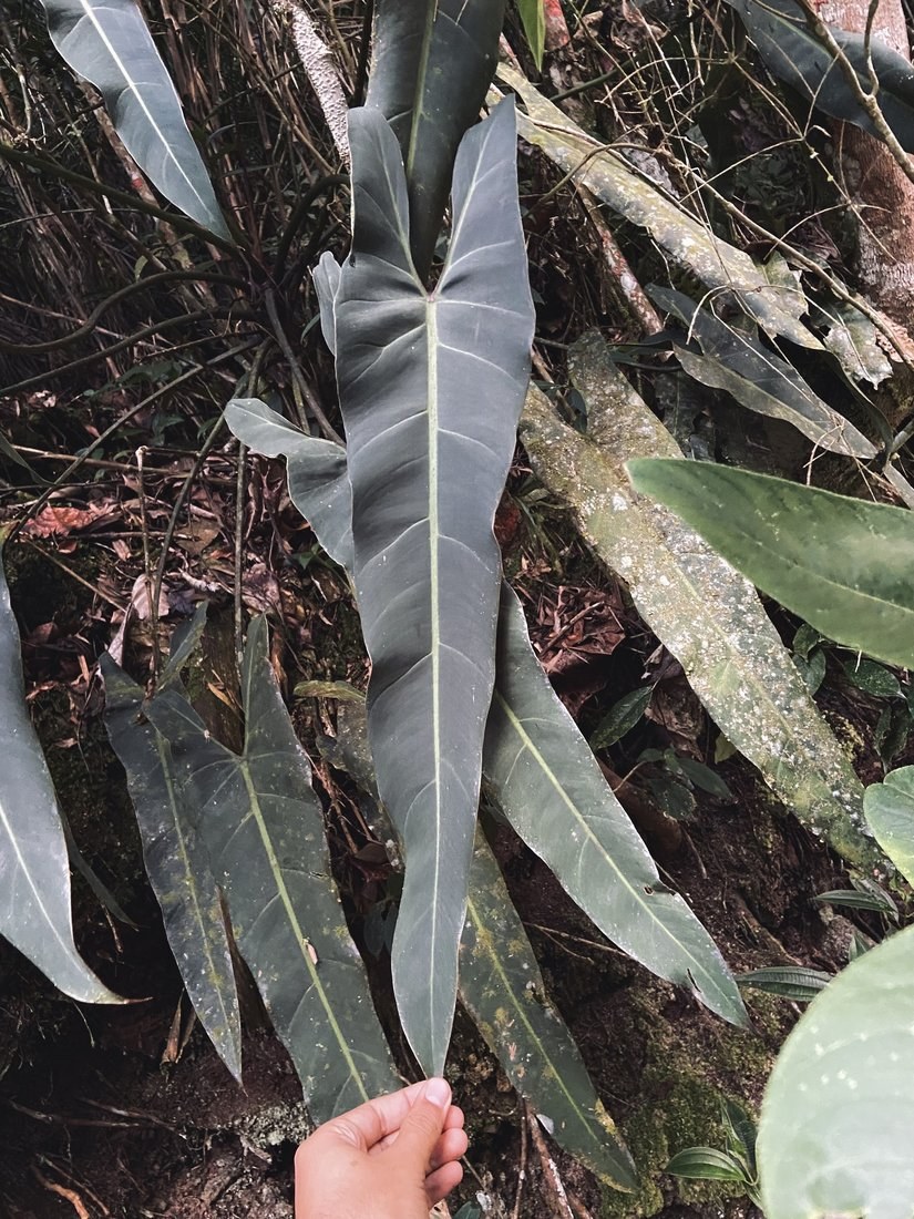 A wild _spiritus-sancti_ — the narrow strap leaves it's prized for.