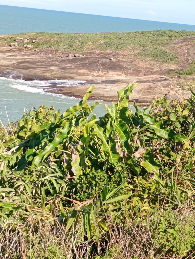 Mature stenolobum leaf showing deeply incised, strap-like lobes