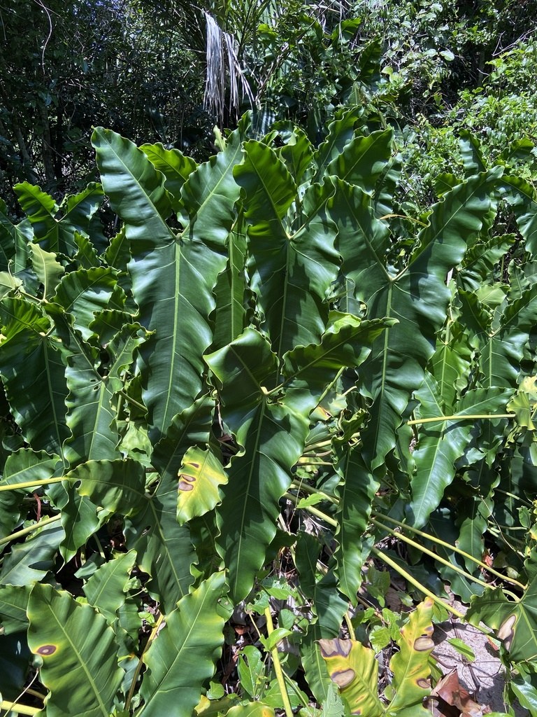 Philodendron stenolobum Care Guide: The Strap-Lobed Collector's Pick