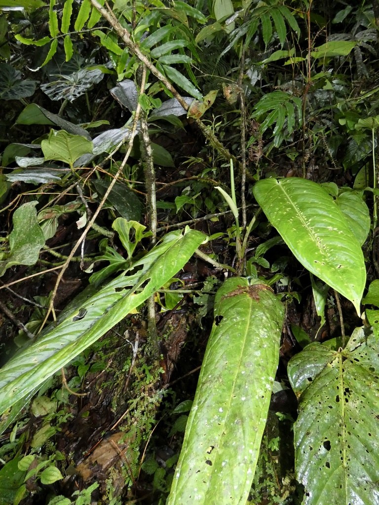 _Philodendron verrucosum_ climbing in its rainforest habitat.