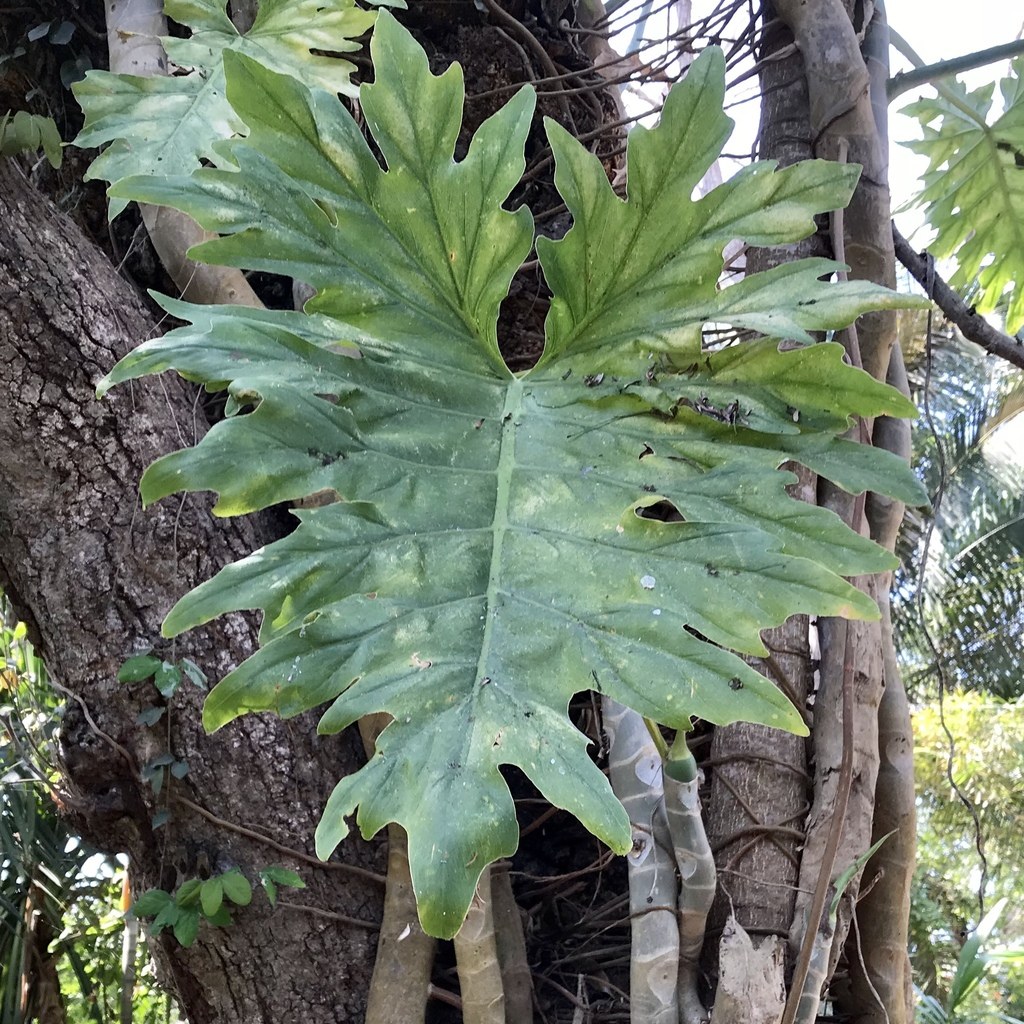 Mature pinnatifid blade of Philodendron warszewiczii