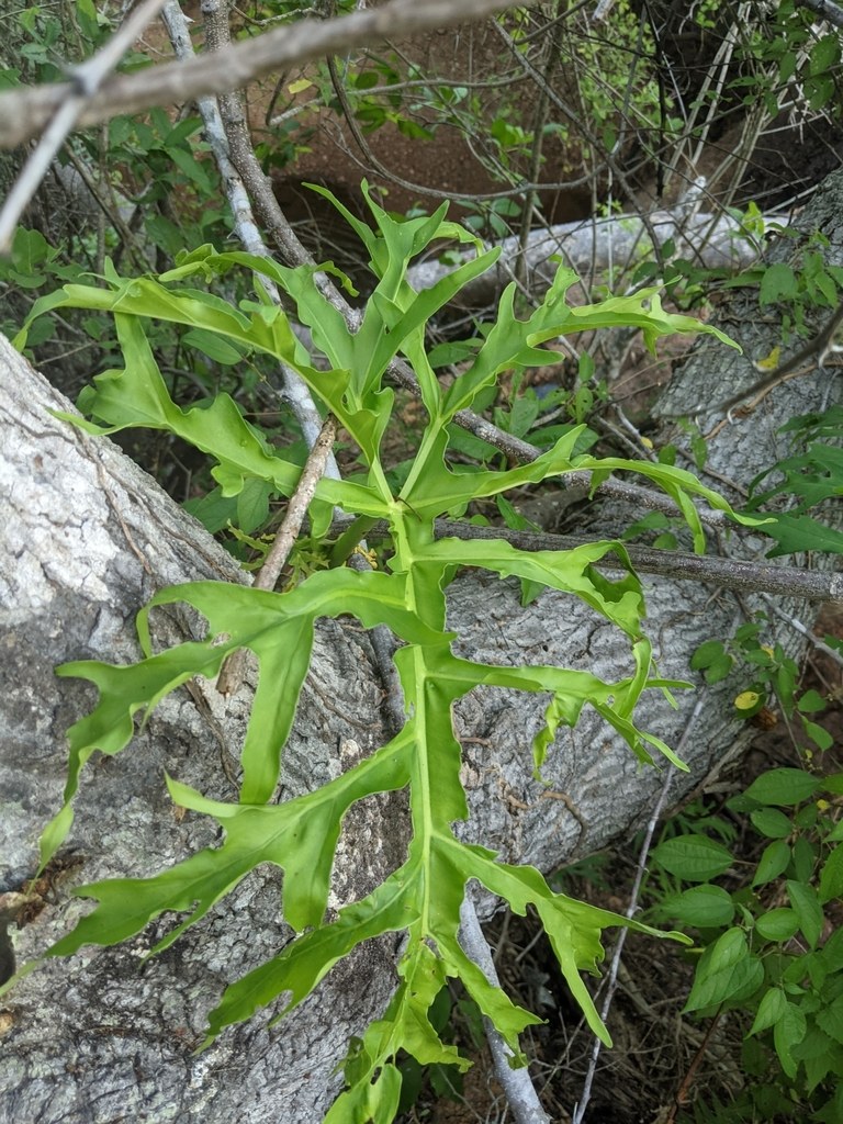 Philodendron warszewiczii: The Dissected Dry-Season Dormant