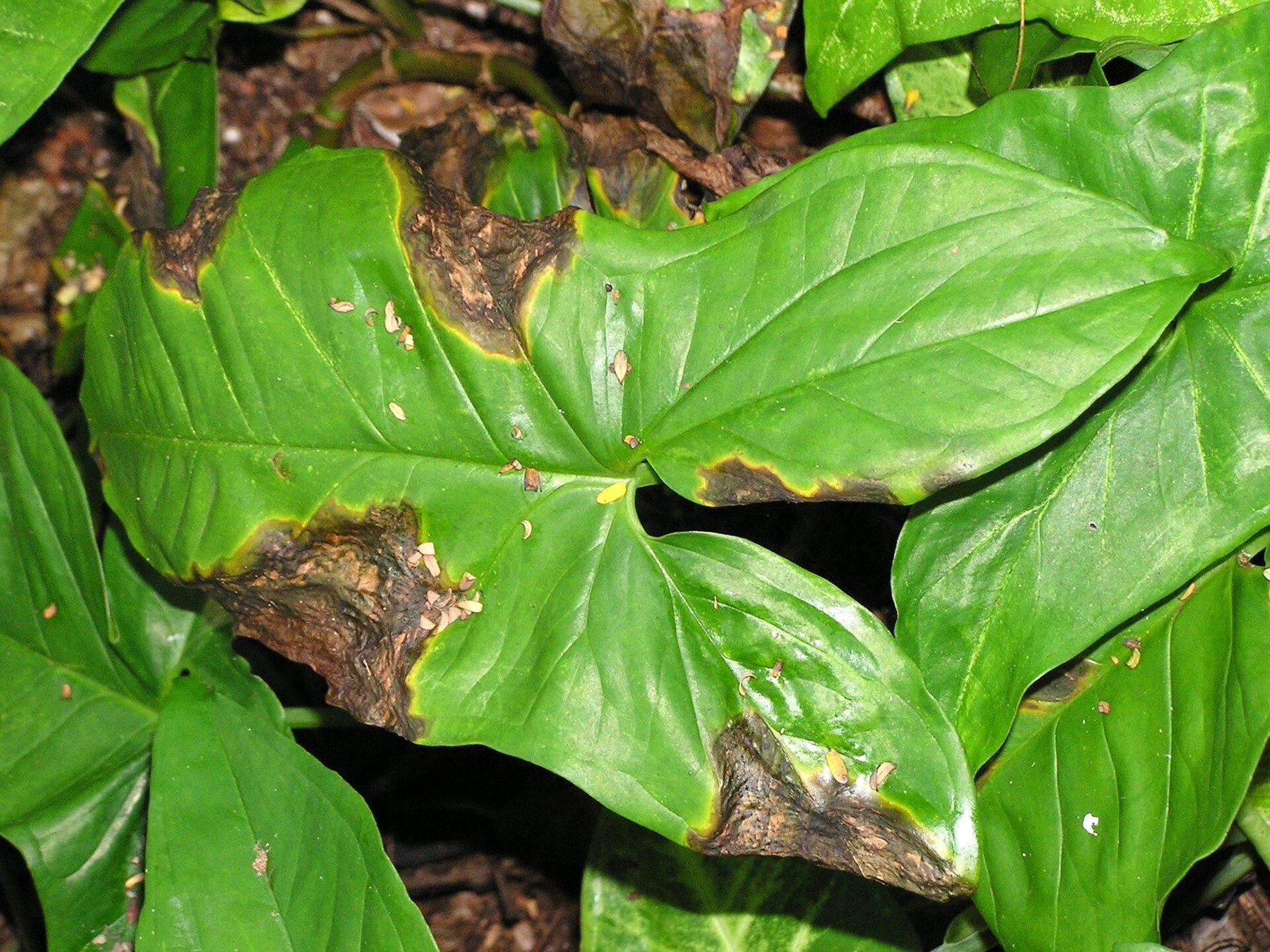 Aroid leaves edged with brown necrosis in the wild.