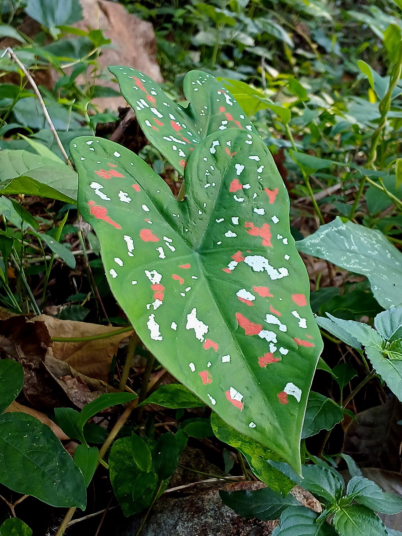 A speckled Caladium leaf growing among leaf litter.