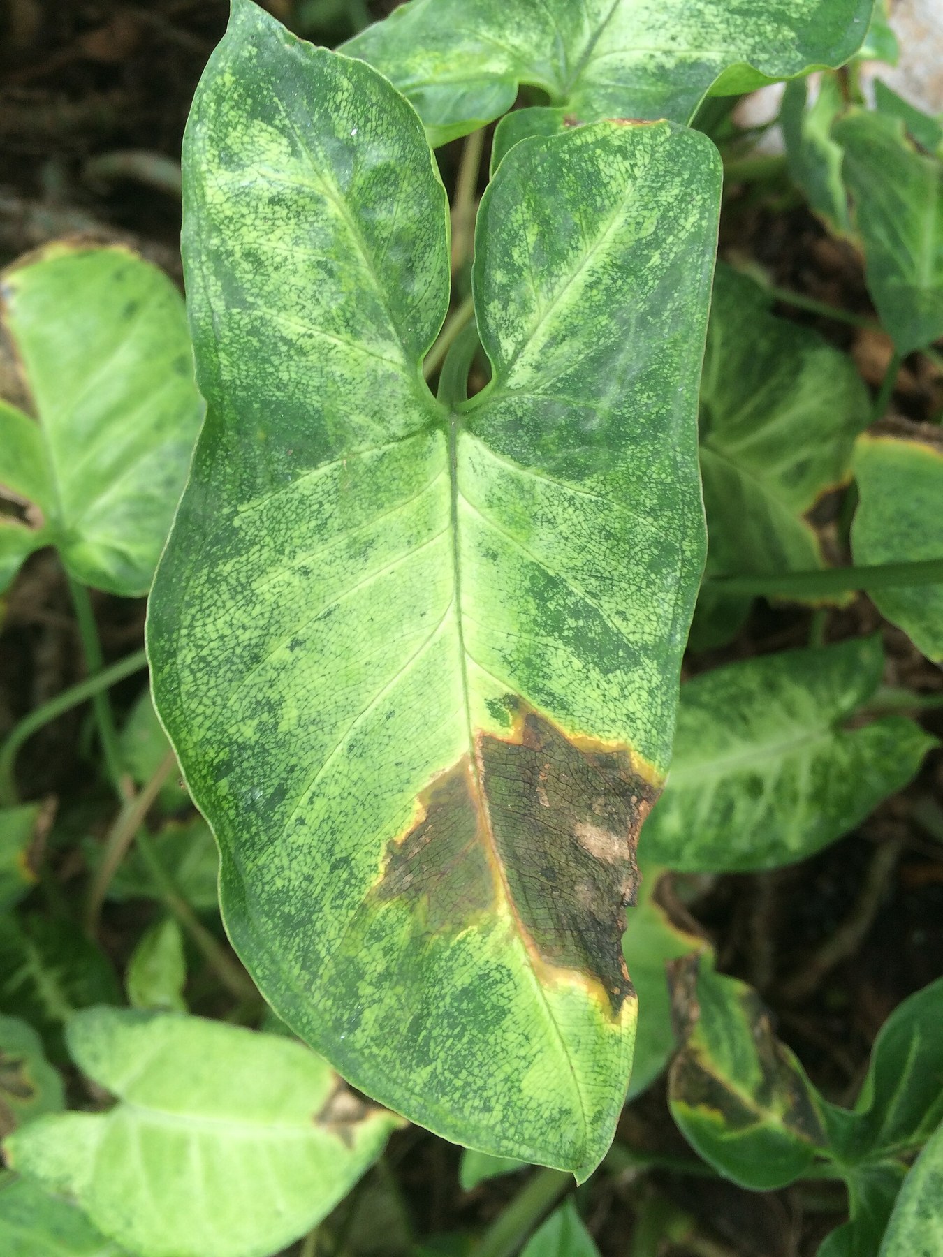 A mottled aroid leaf with browning along one edge.
