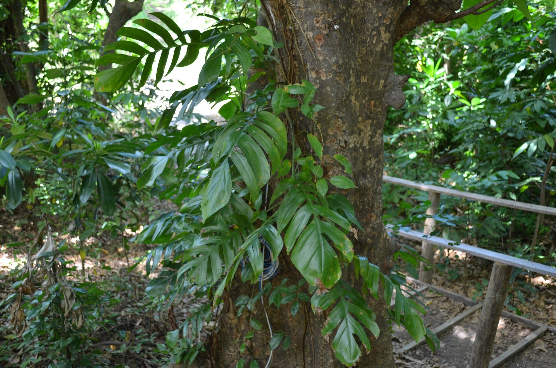 A mature Epipremnum vine climbing a tree trunk.
