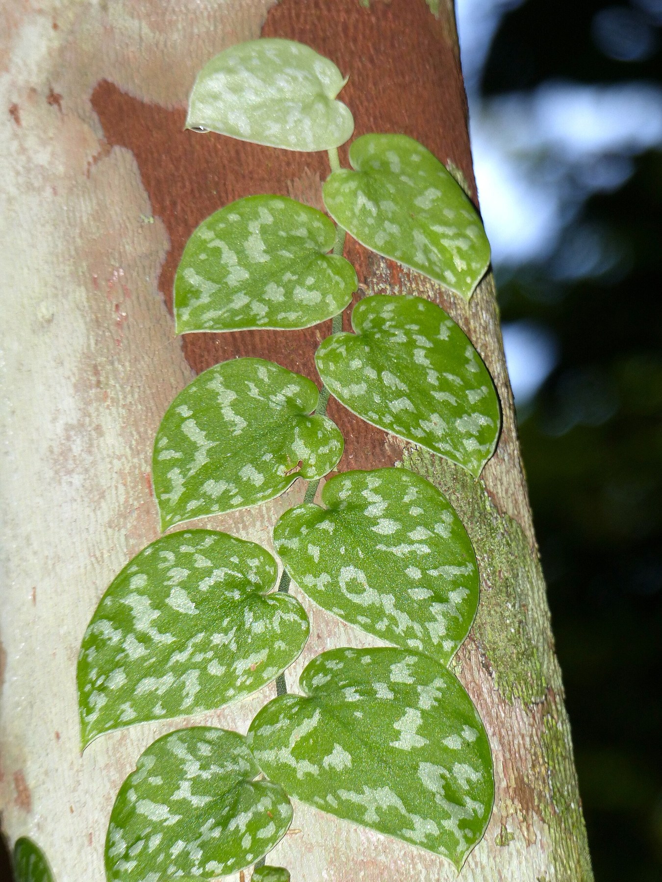 A silver-mottled shingling vine climbing a tree trunk.