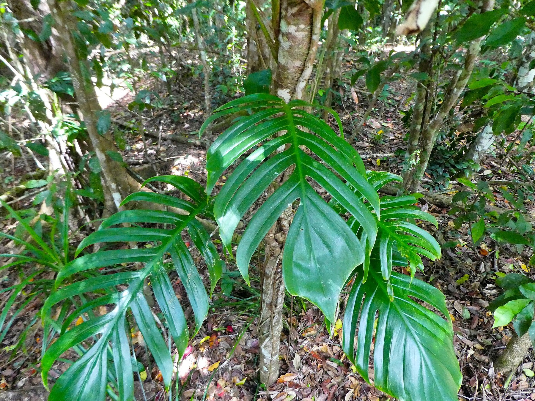 A pinnate aroid growing in the forest understory.
