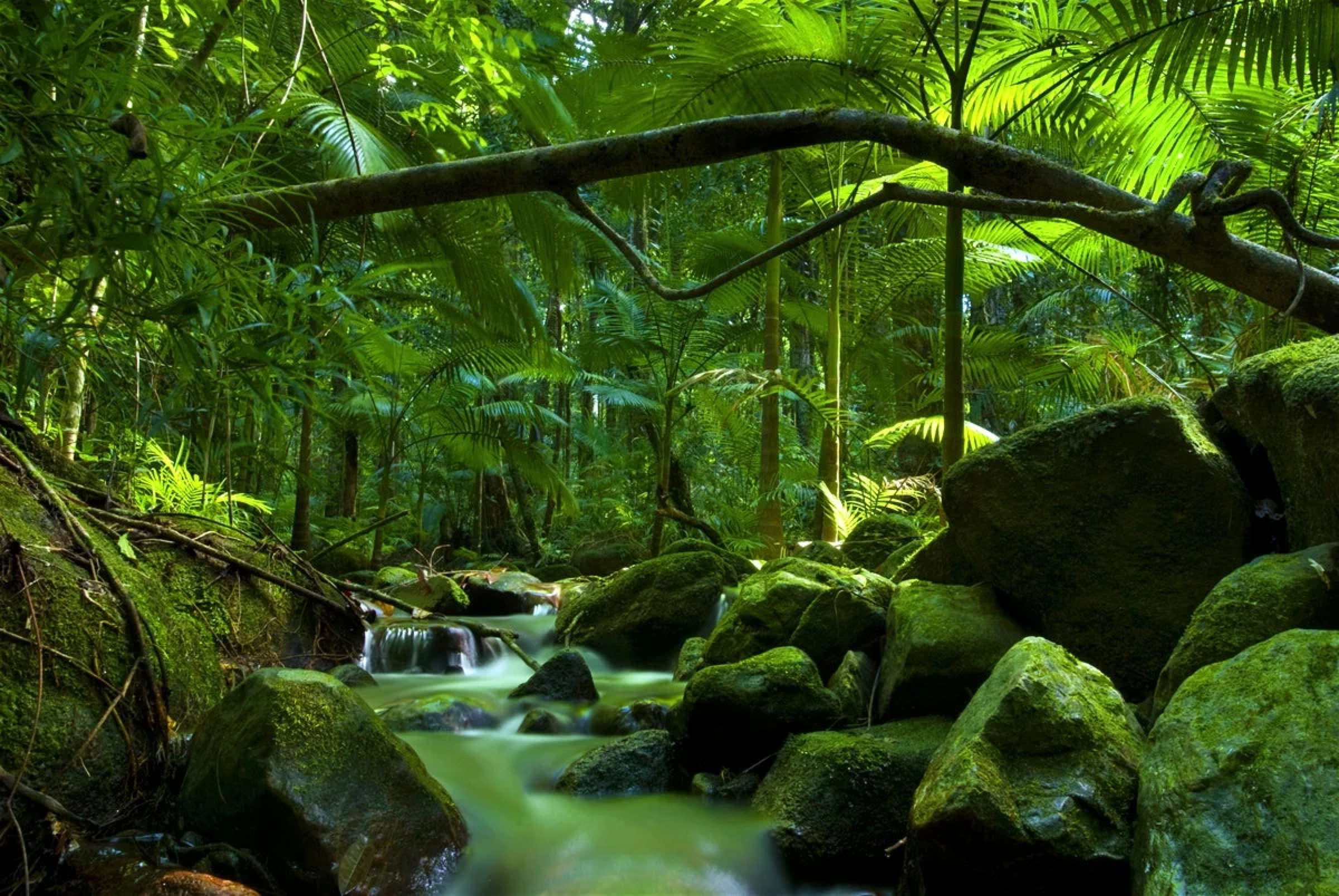 A rainforest stream over mossy boulders, the Daintree.