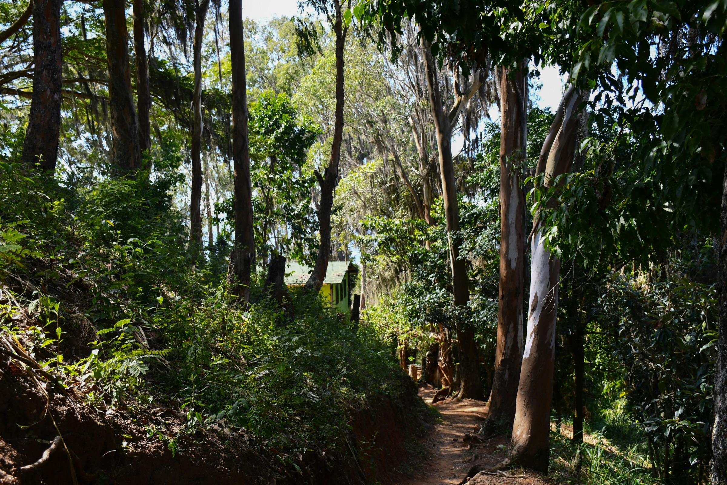 A trail winds through the forest of the Guiana Shield.
