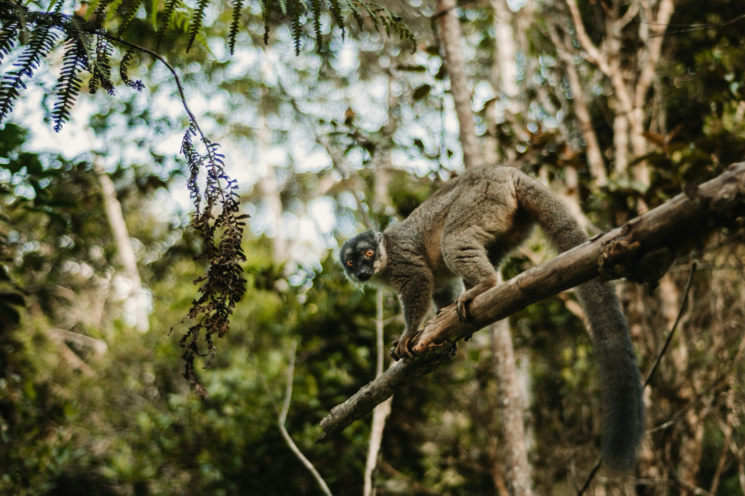 A brown lemur in eastern Madagascar's rainforest.