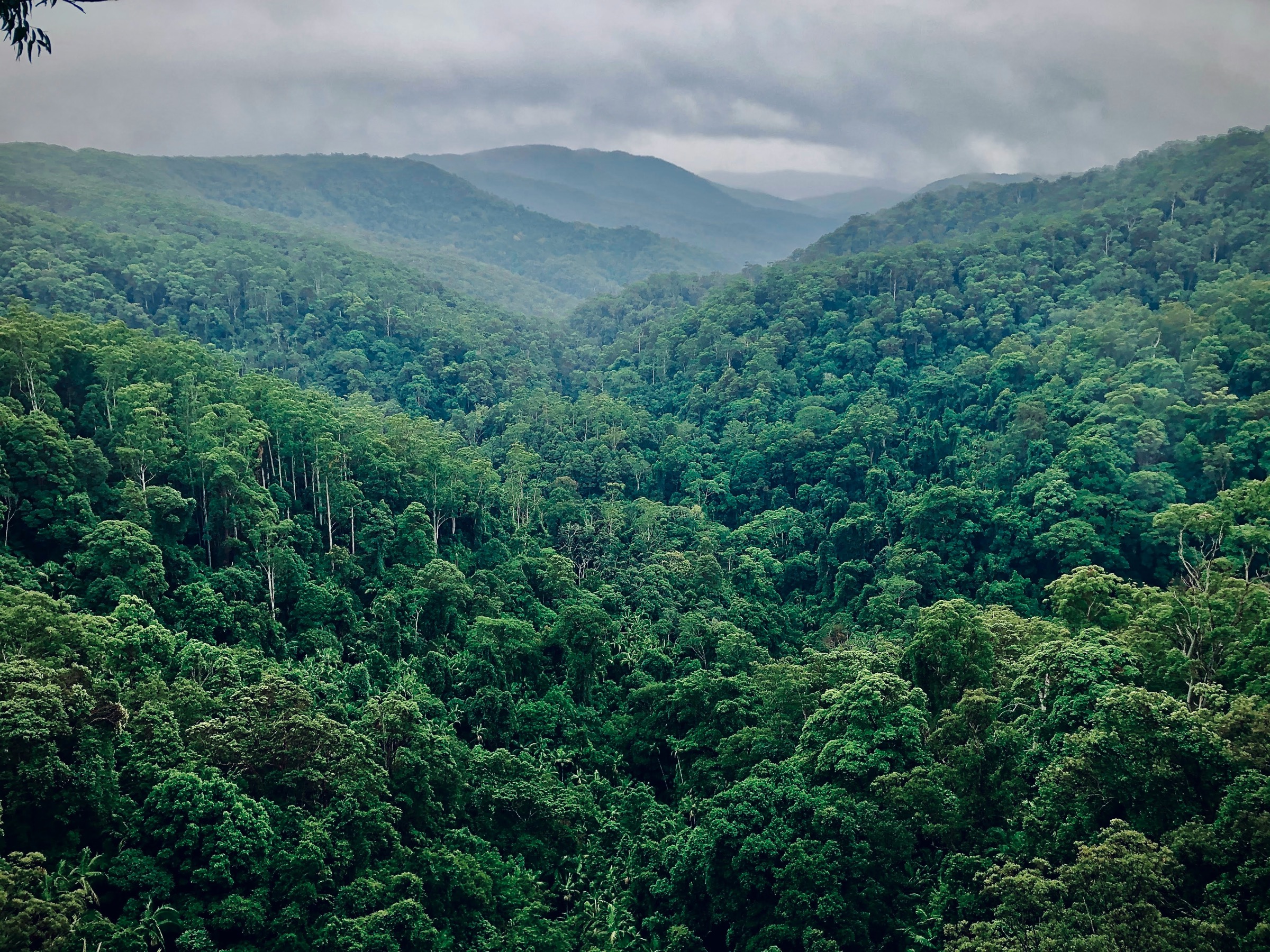 Unbroken rainforest canopy across the northwest Amazon.