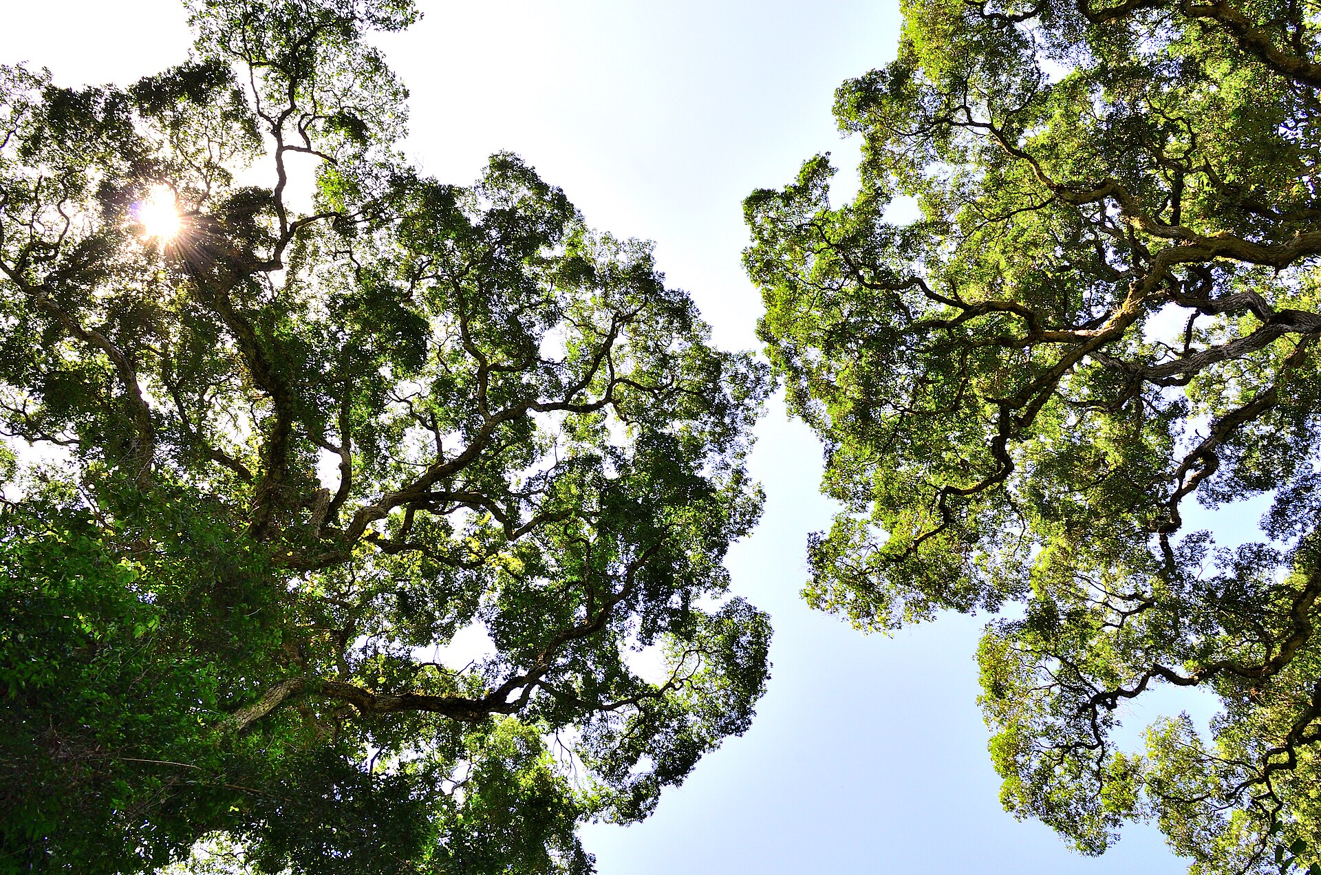 Blackwater tributary winding through Peruvian lowland forest.