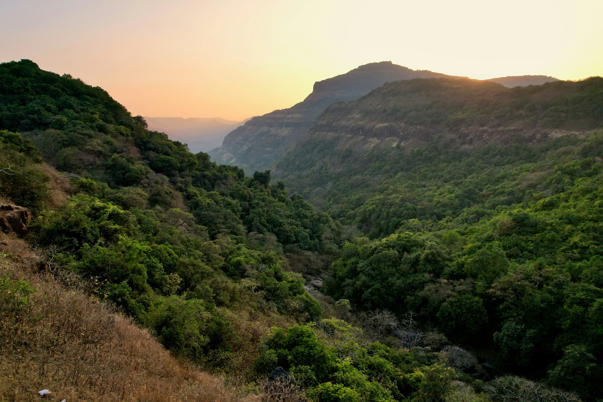 Forested Western Ghats hills at golden hour.