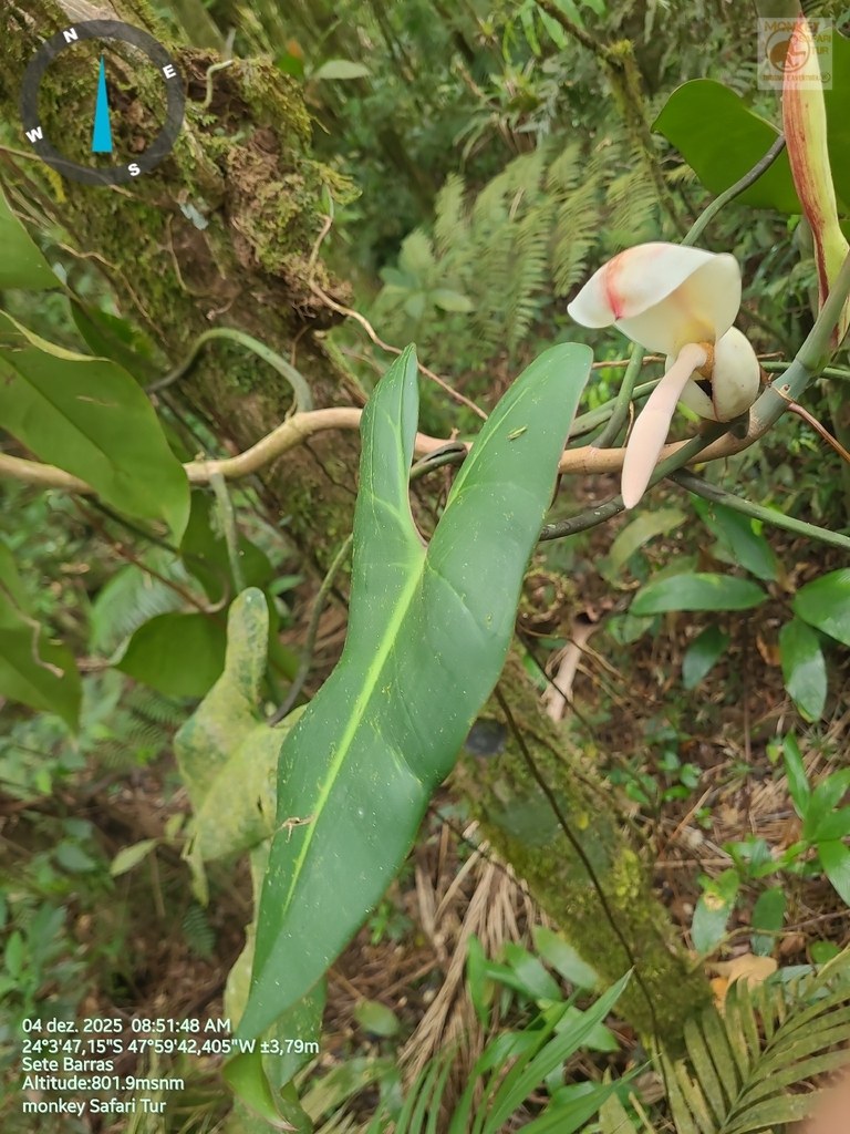 Anthurium pushing roots into the canopy bark.