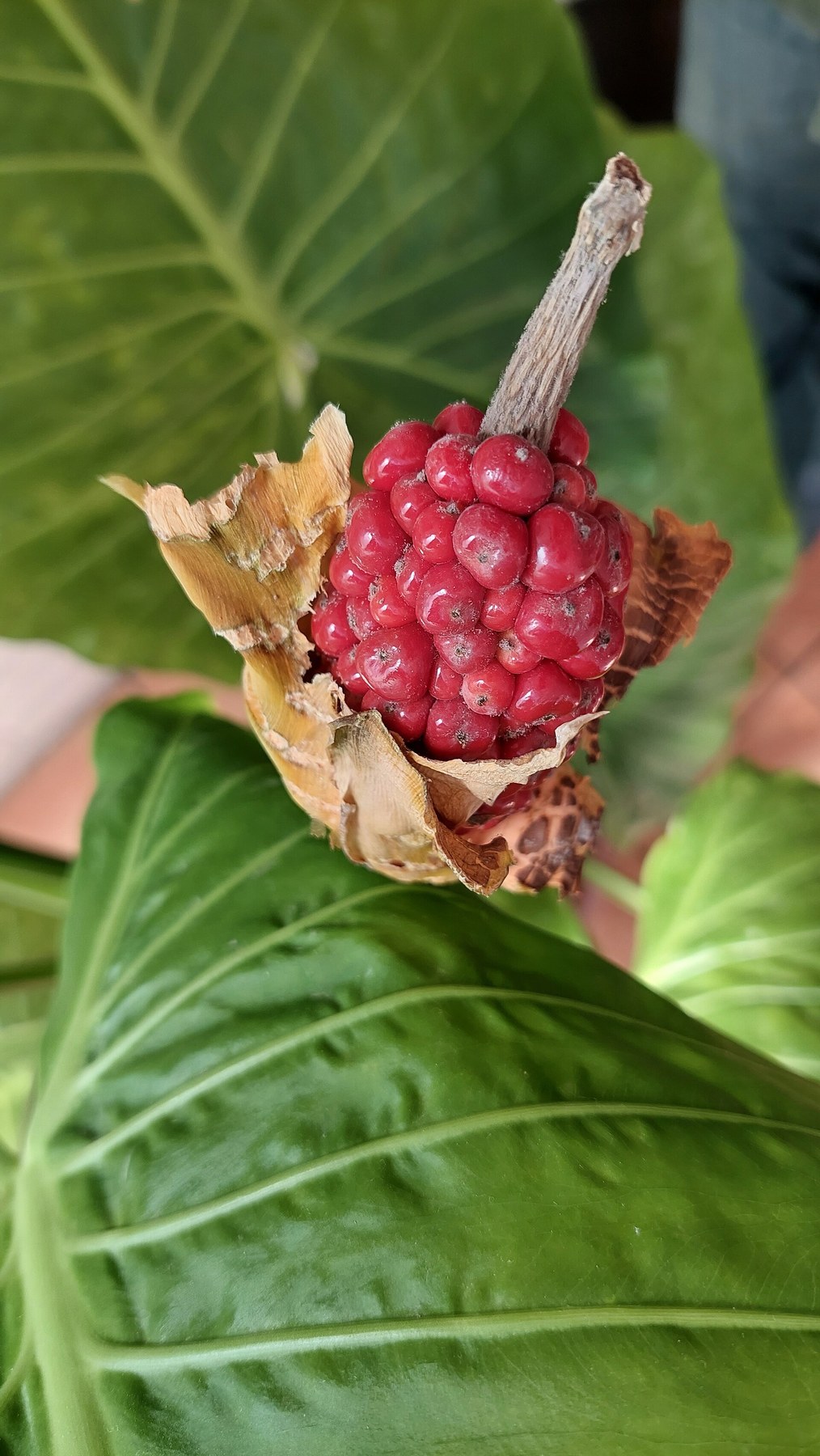 Ripe red anthurium berries clustered on a spadix.