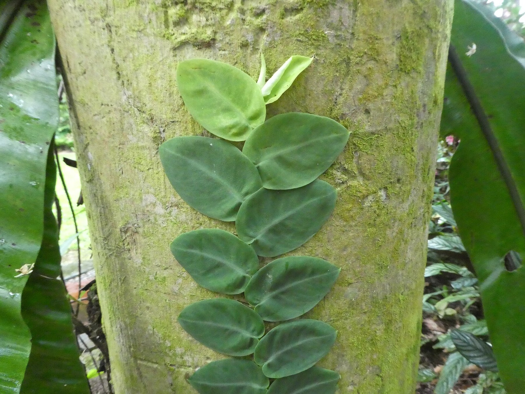 Juvenile Rhaphidophora shingling flat against a mossy trunk.