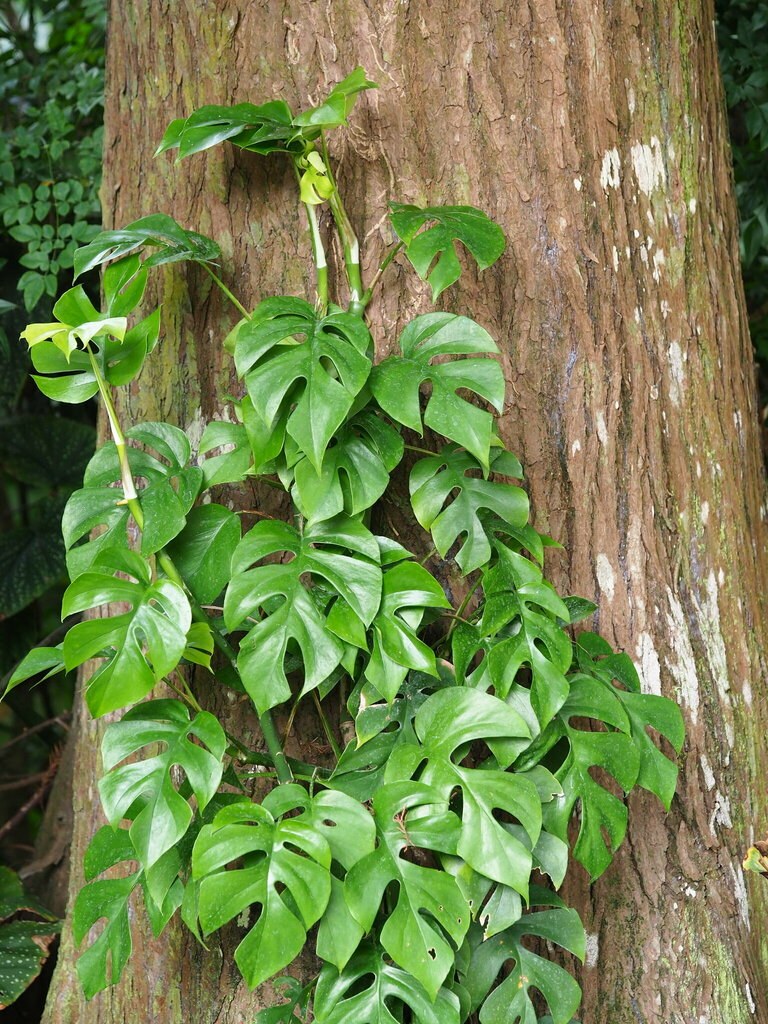 Rhaphidophora tetrasperma climbing — the original mini-monstera.