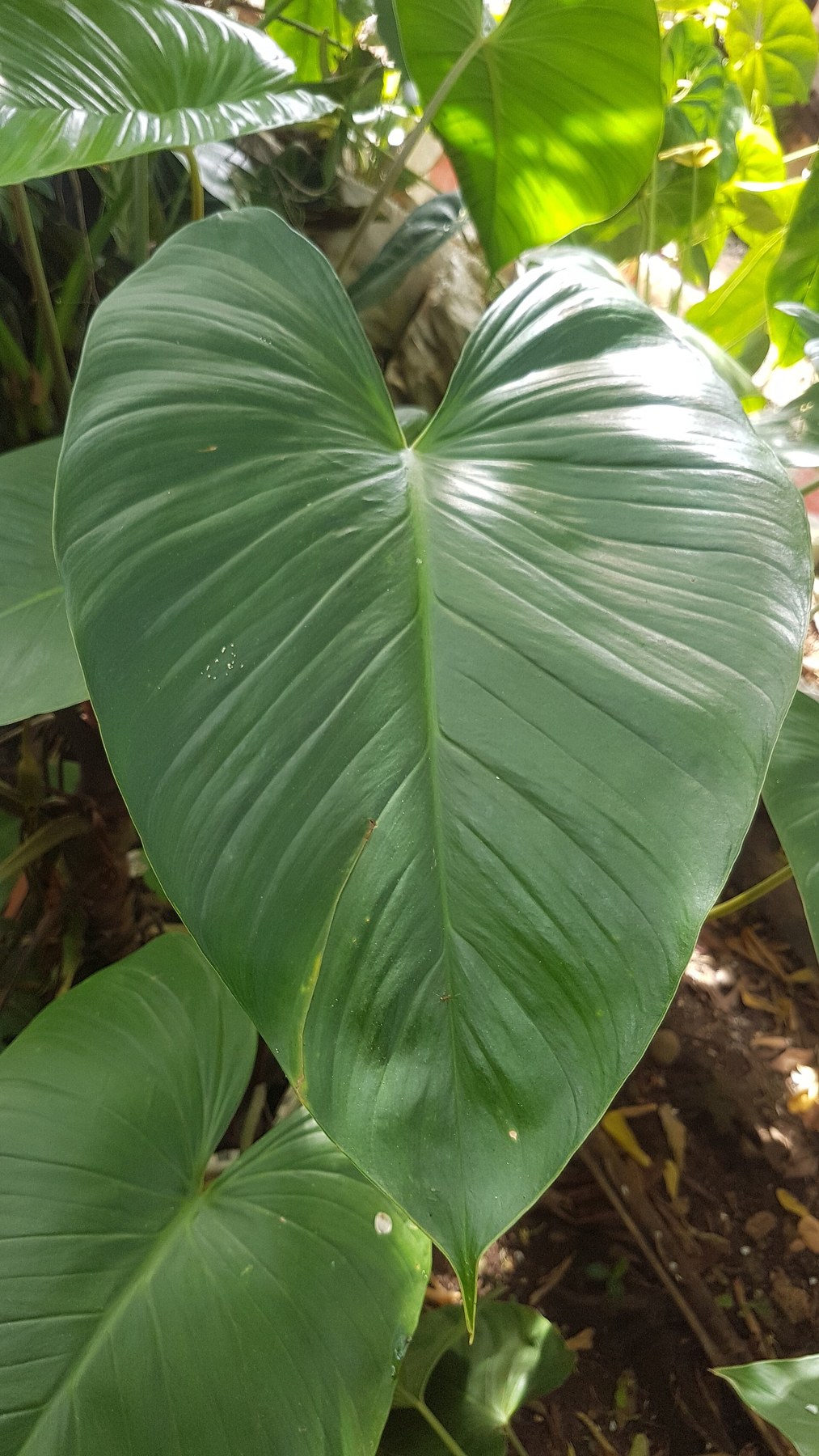 A glossy green Schismatoglottis leaf in cultivation.