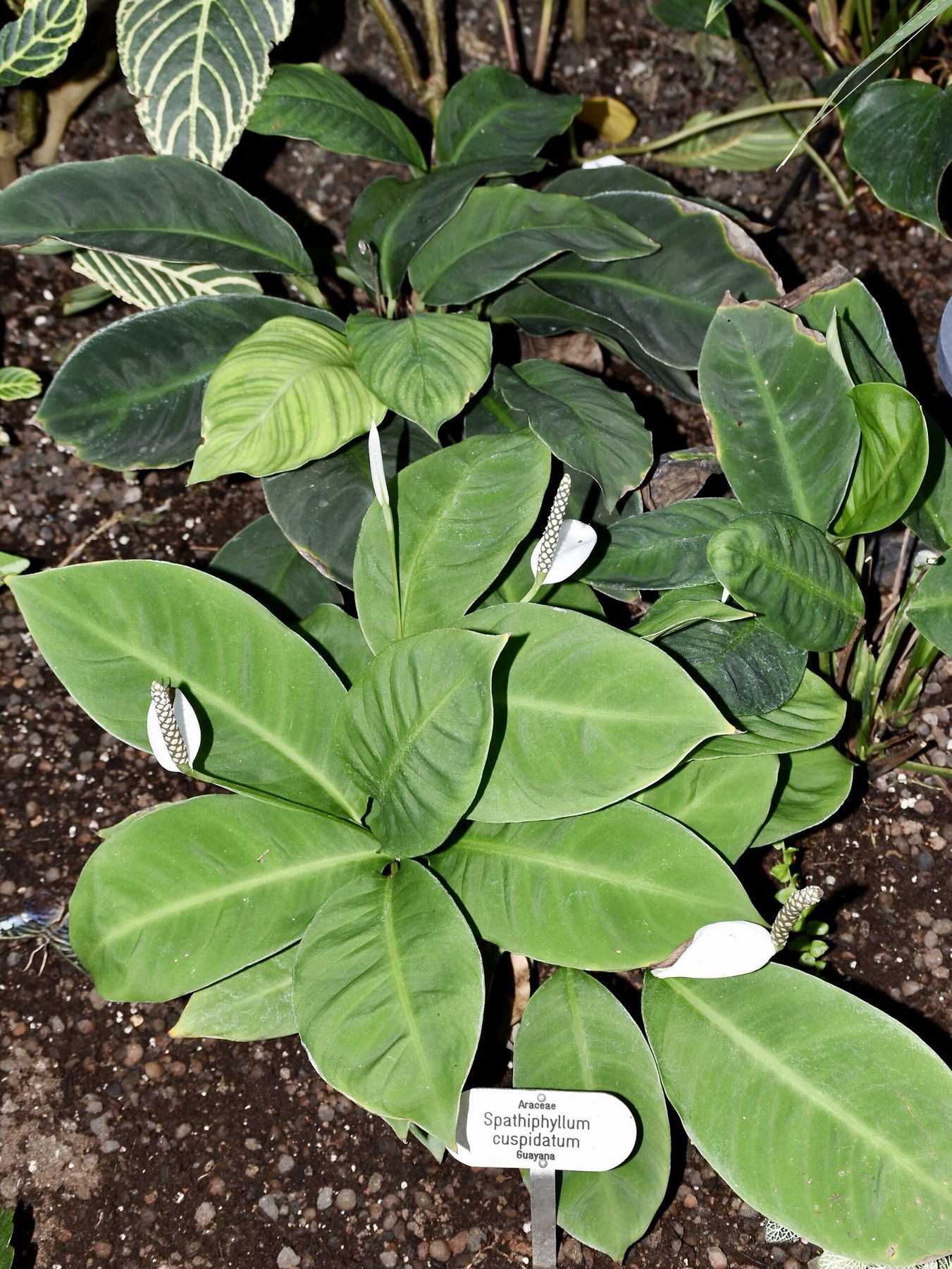 A labeled _Spathiphyllum_ in bloom under glasshouse light.