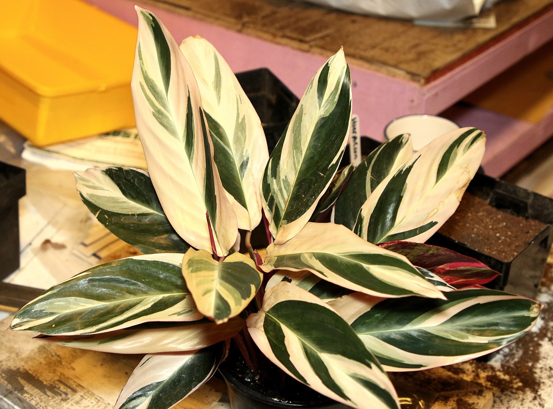 A potted Stromanthe with cream and pink variegation.