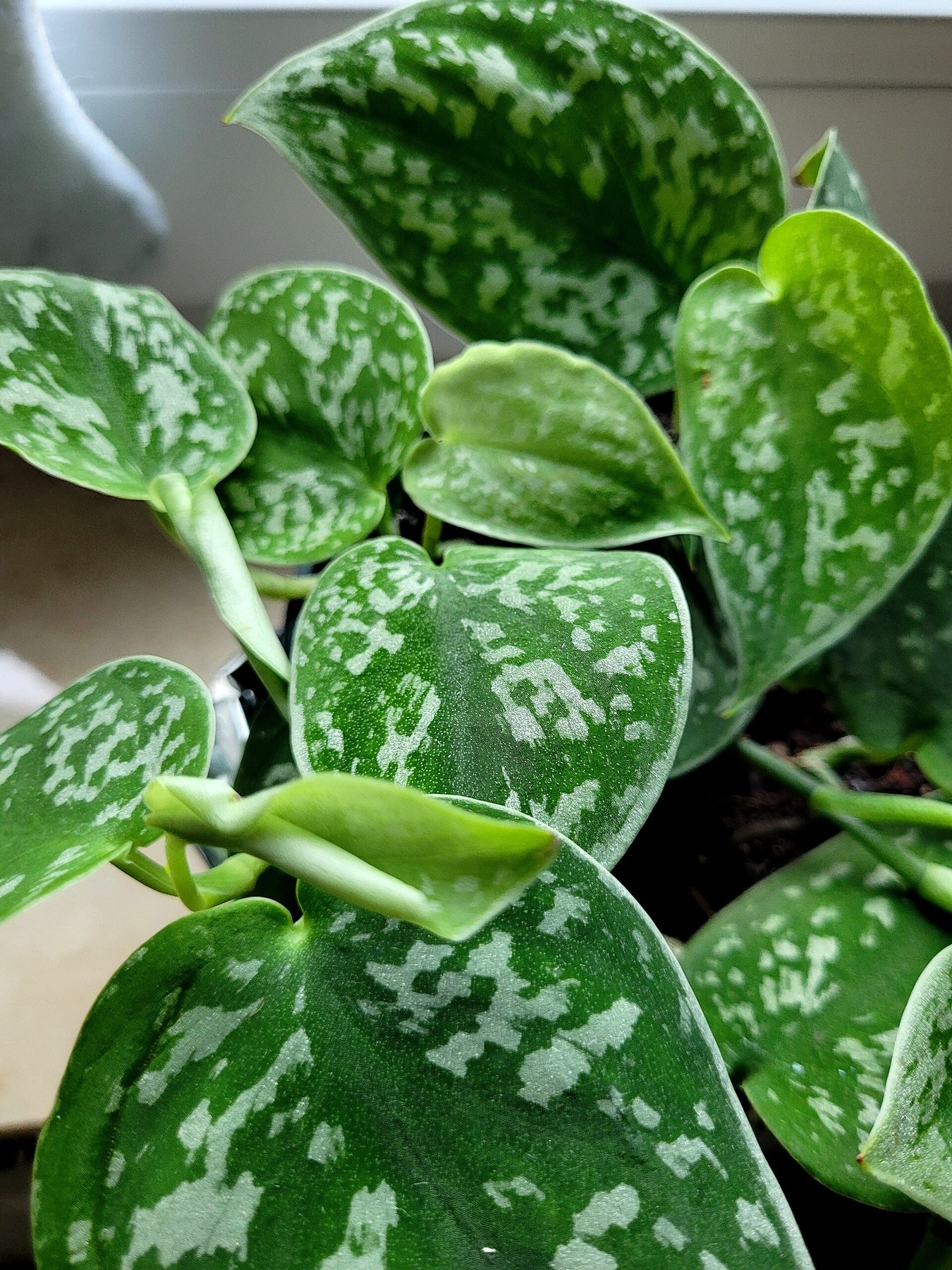 A potted Scindapsus showing its silver-spotted leaves.