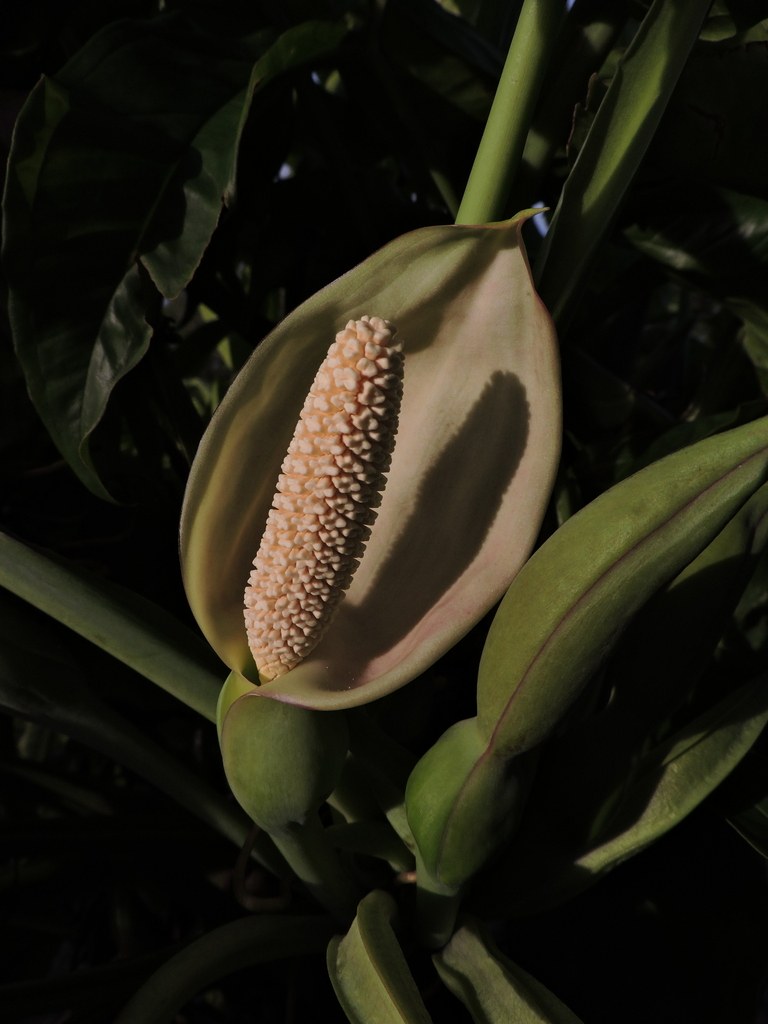 A Syngonium podophyllum leaf, the arrowhead changing as it climbs.