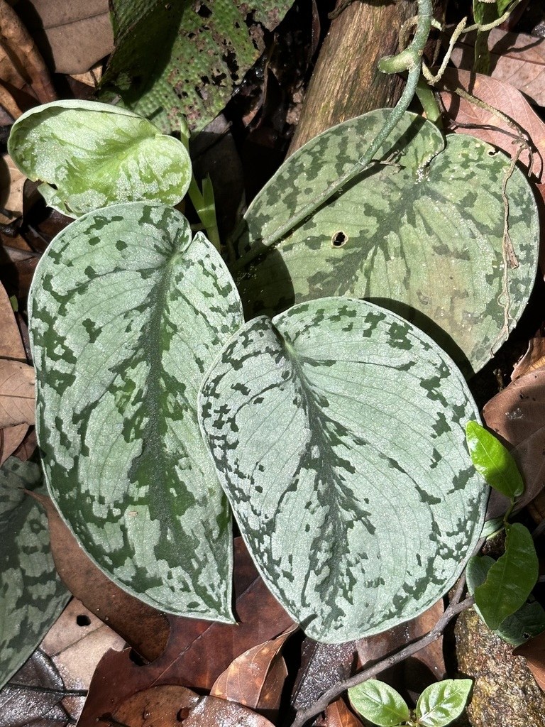 A Scindapsus pictus leaf, the kind a collector knows by name.