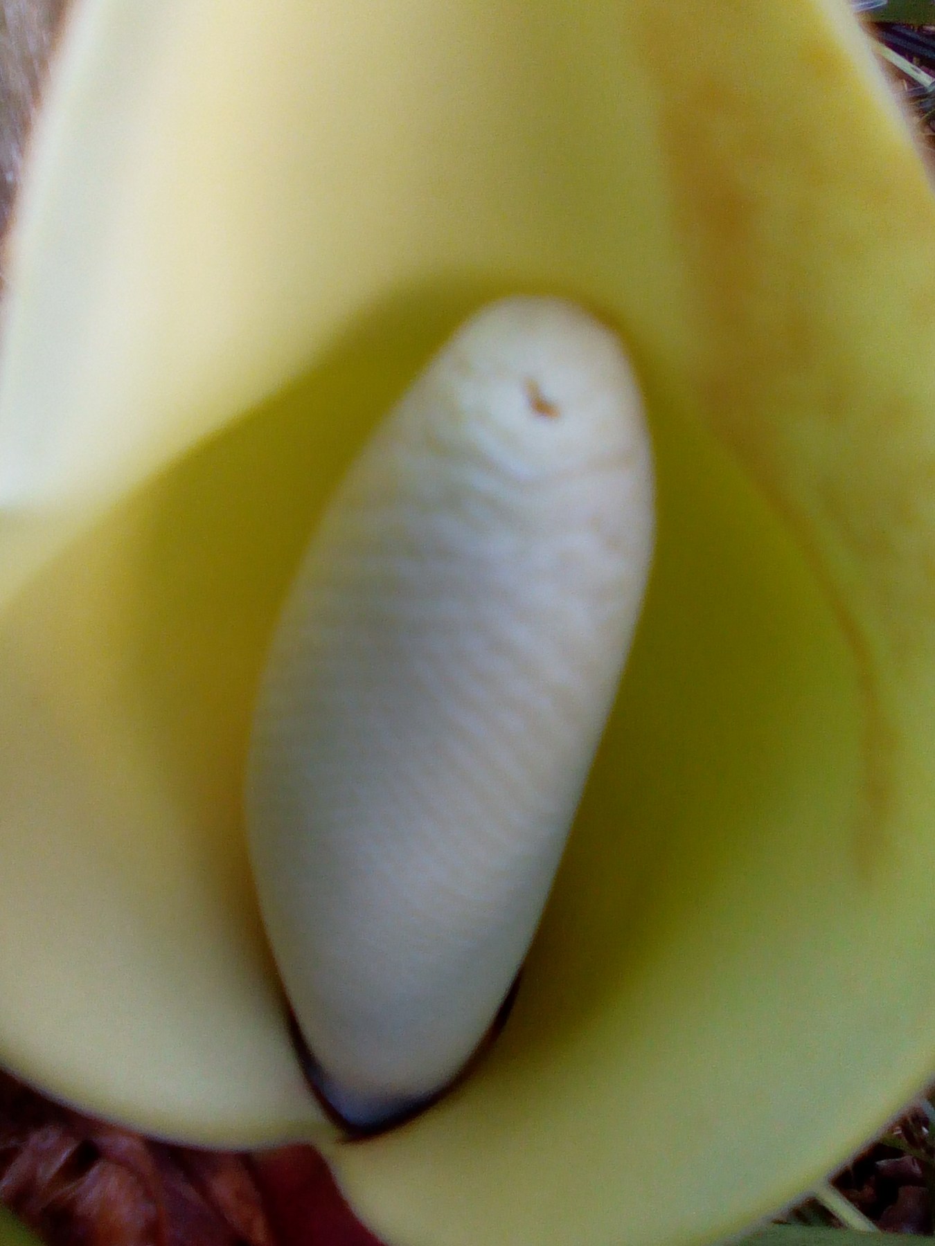 A pale spadix cradled within a yellow spathe.