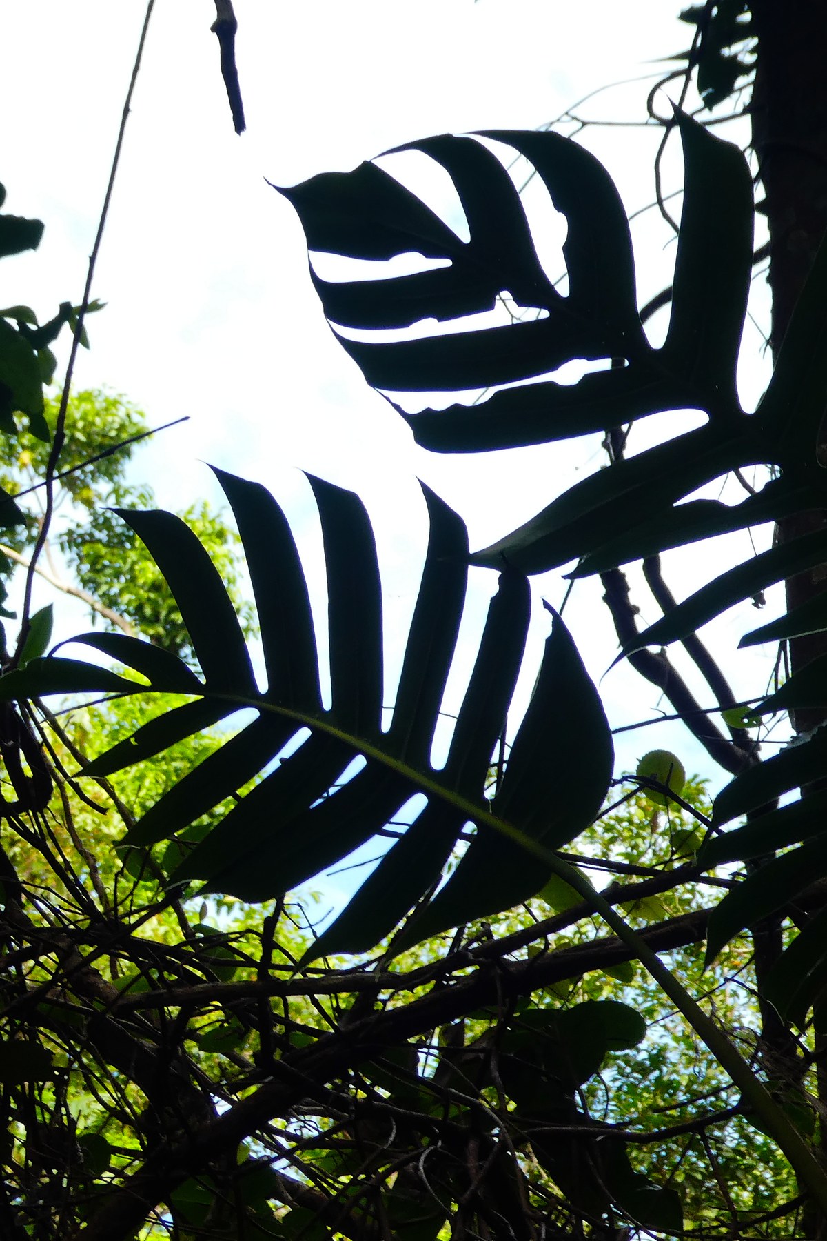 Fenestrated leaves silhouetted against the forest canopy.