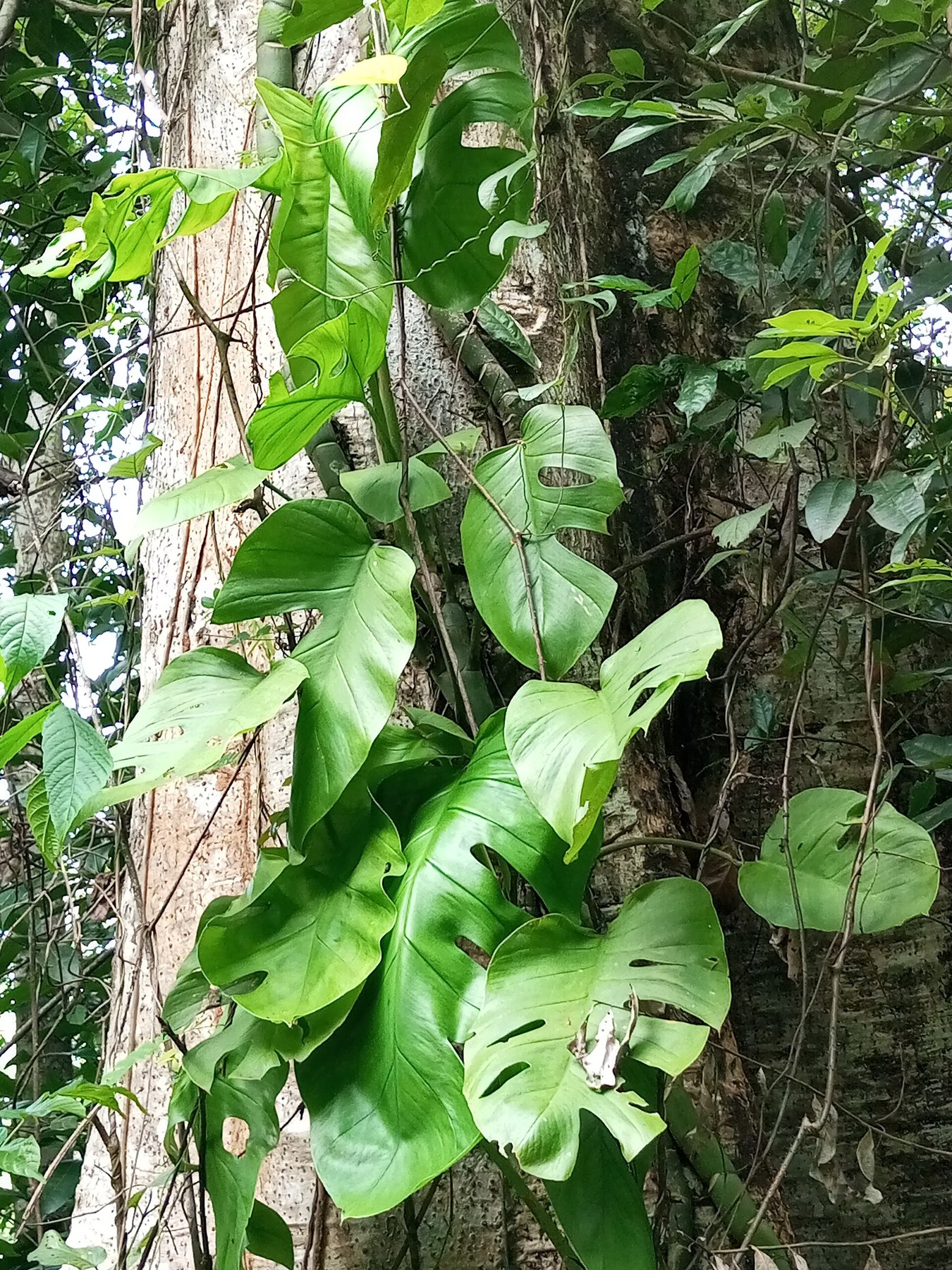 A fenestrated aroid climbing a tree trunk in habitat.