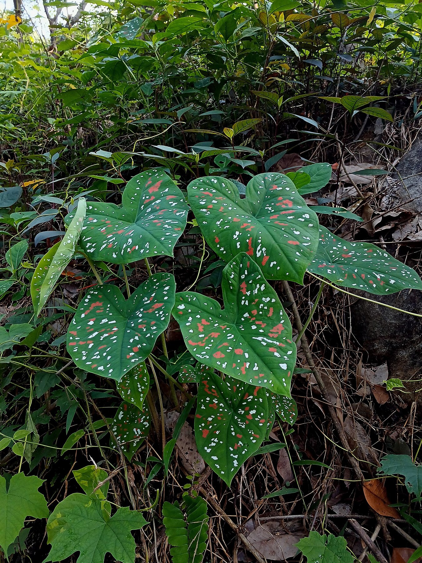 A spotted _Caladium_ growing wild among low vegetation.