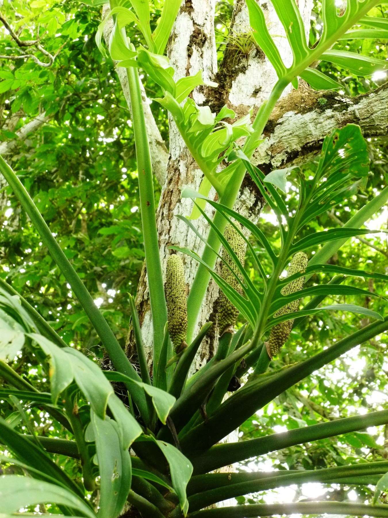 A fenestrated aroid climbing a tree in the wild.