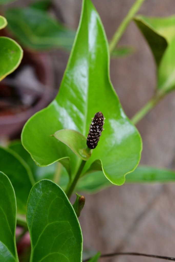 A spotted anthurium spadix among glossy green leaves.